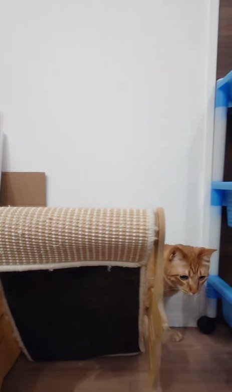 逃げた猫
