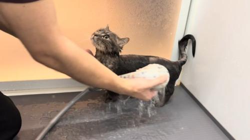 シャワー