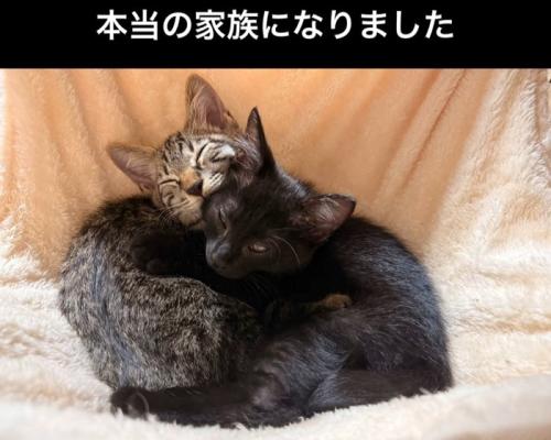 くっつく2匹の猫