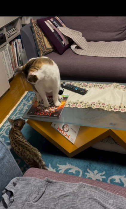 プロレスをしている2匹の猫