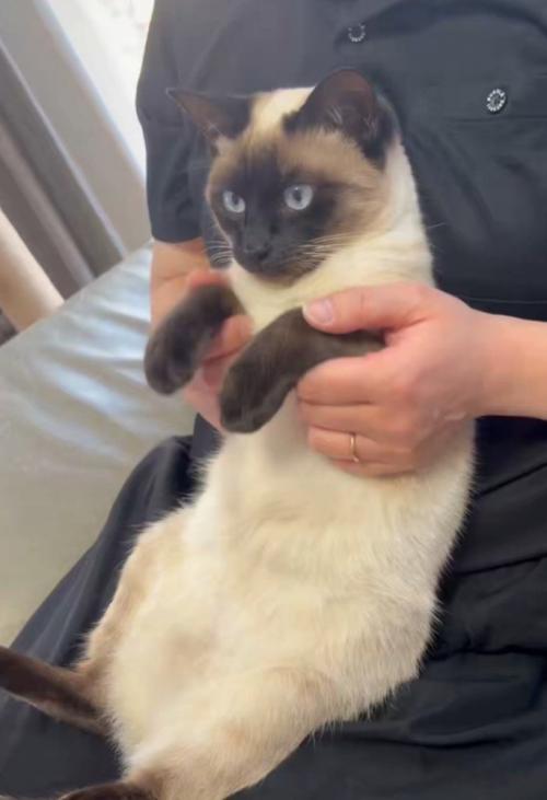 膝の上にいる猫