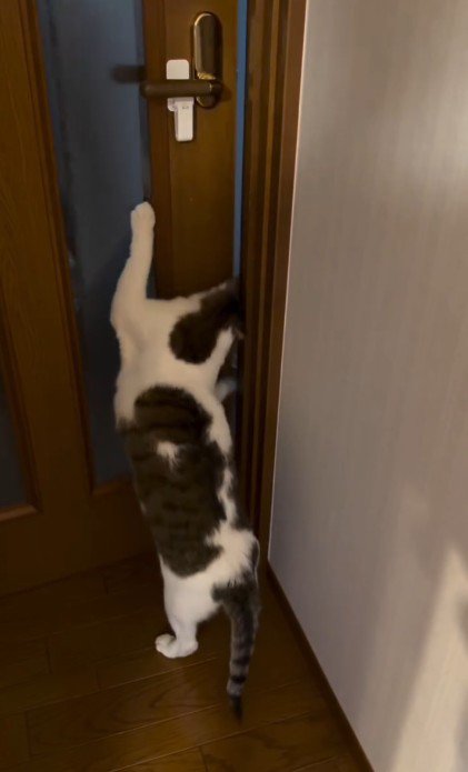 扉を開けて部屋を移動しようとしている猫