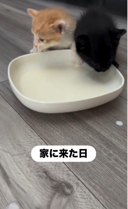並んでミルクを飲んでいる子猫