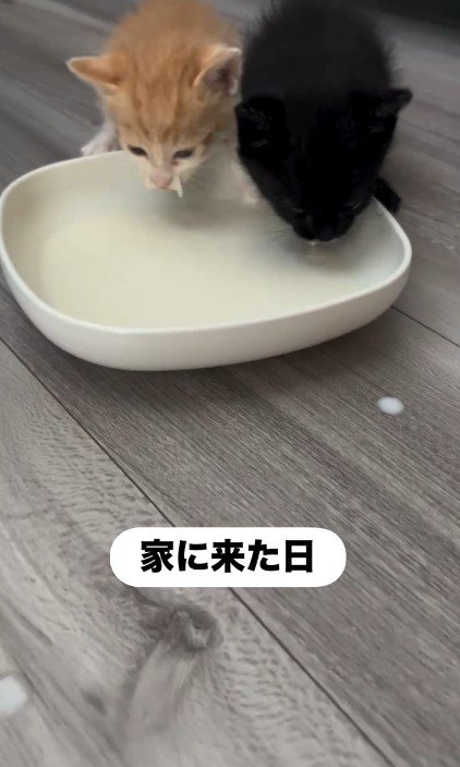 並んでミルクを飲んでいる子猫