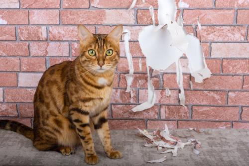 ボロボロの壁紙と猫