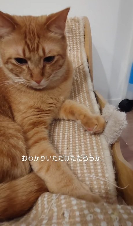 座る猫