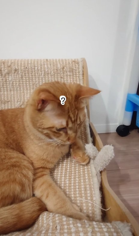 気づかない猫