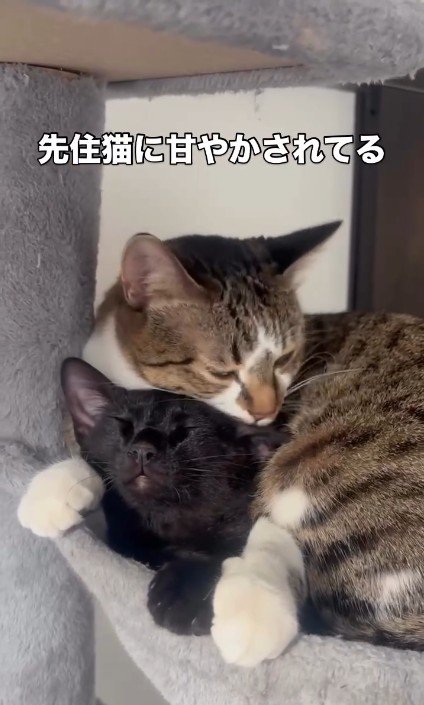 毛づくろいをされている猫としている猫