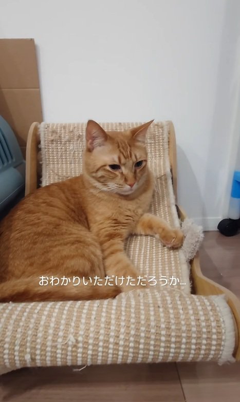 くつろぐ猫