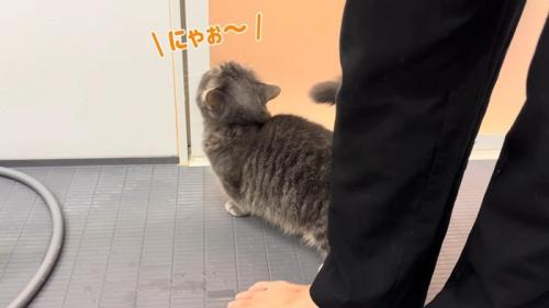 にゃお〜