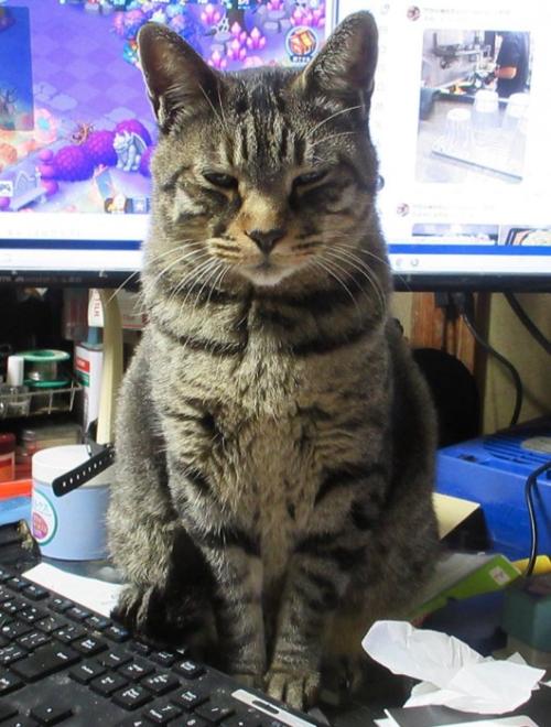 キーボードの上でこちらを見つめる猫