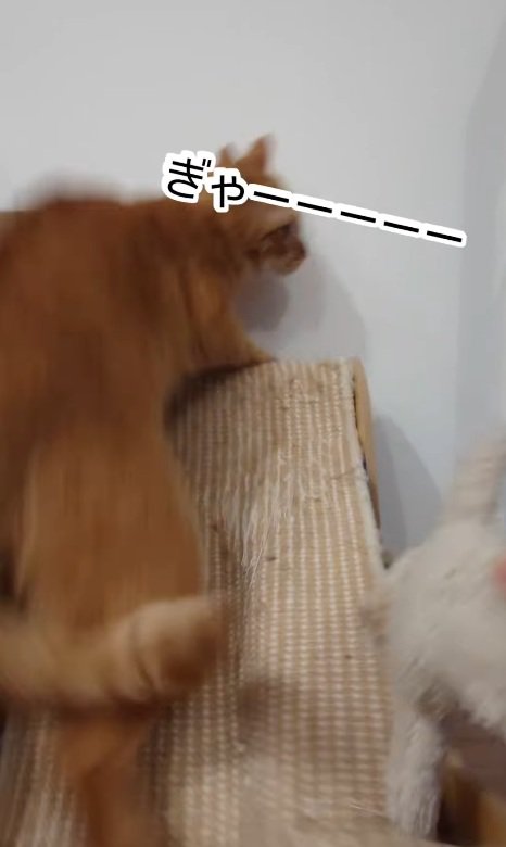 驚く猫