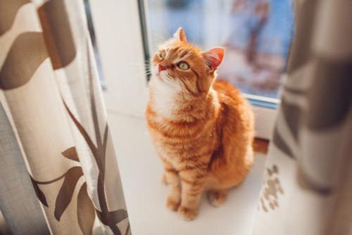 猫とカーテン