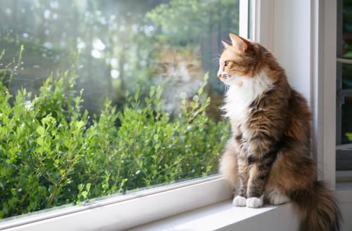 外を見る猫