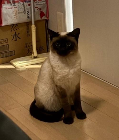 座ってこちらを見ている猫