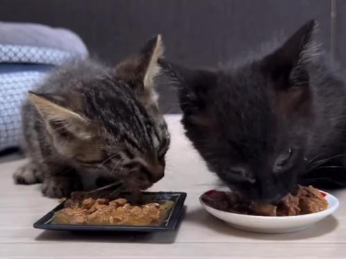 ごはんを食べる2匹の子猫