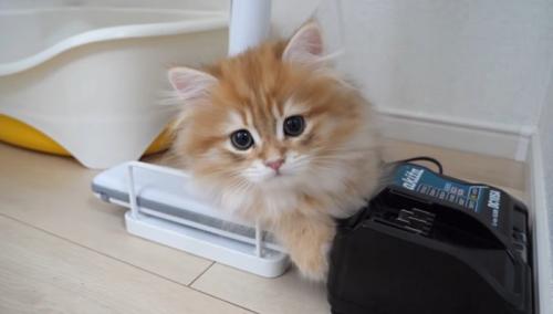 茶トラ猫