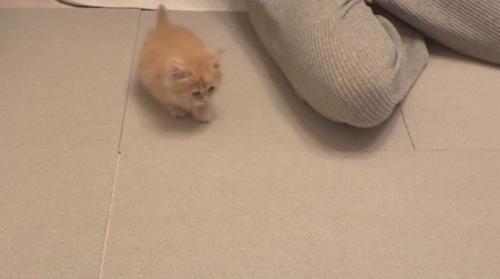 飼い主の隣にいる子猫