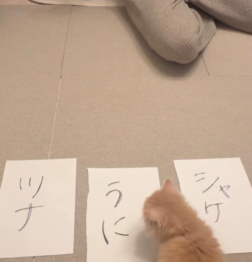 3枚の紙と猫