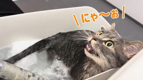 にゃ〜お