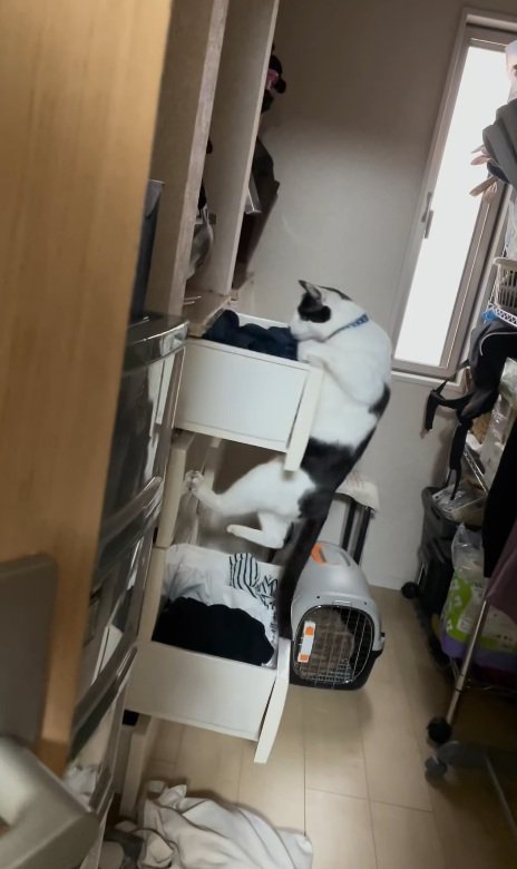 タンスを上ろうとする猫