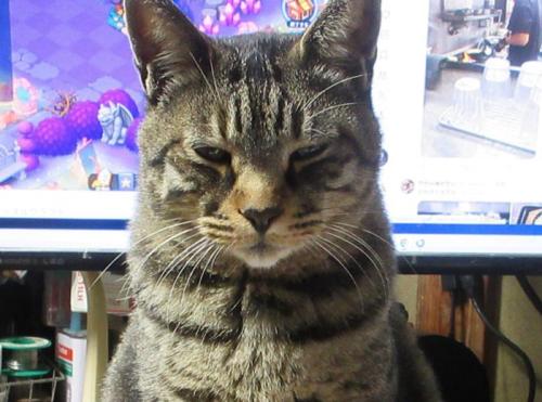 こちらを見つめる猫の顔