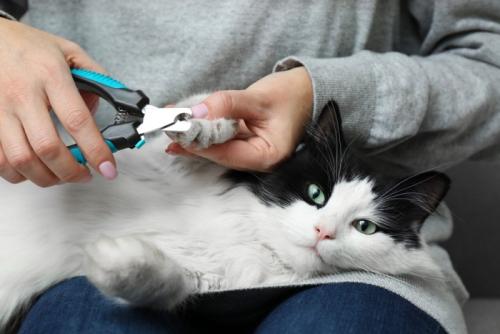 飼い主に爪を切られている猫