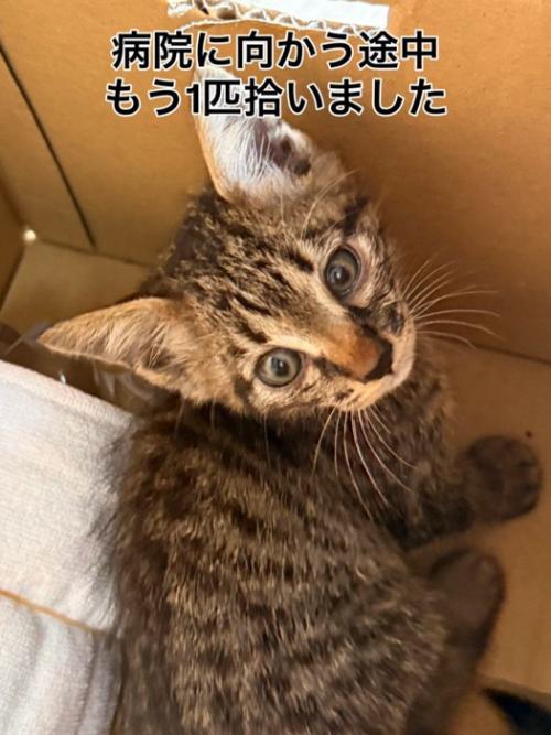 ダンボール箱の中にいる子猫
