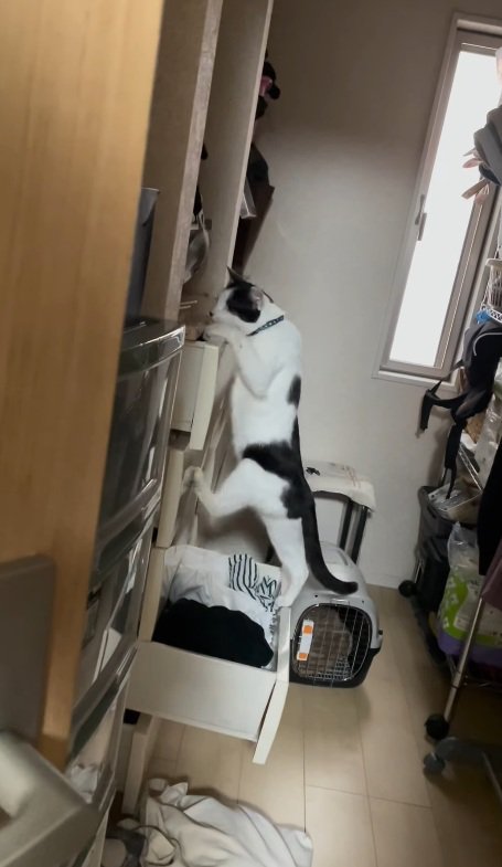 漁り続ける猫