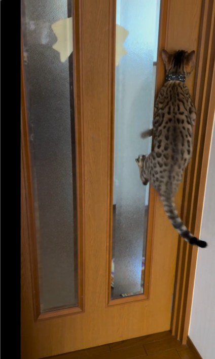 扉に掴まっている猫