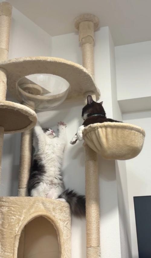 威嚇する猫と見つめる猫4