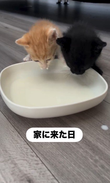 並んでミルクを飲んでいる子猫