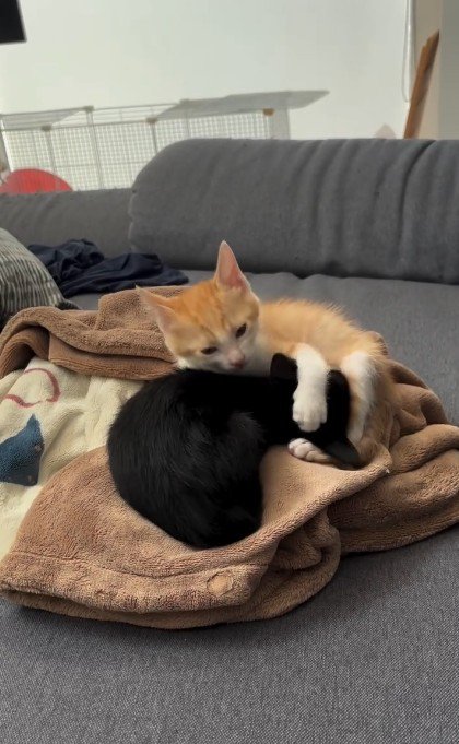 遊んでいる2匹の子猫