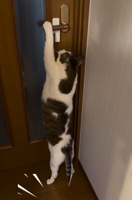 扉を開けようとしている猫