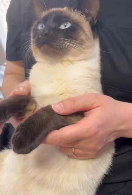 見上げる猫1