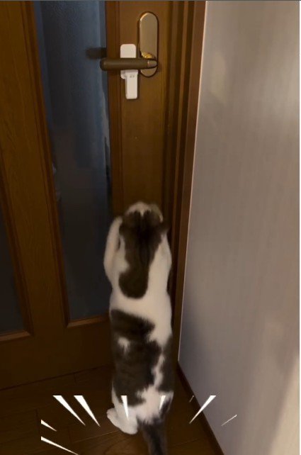 扉を開けようとしている猫