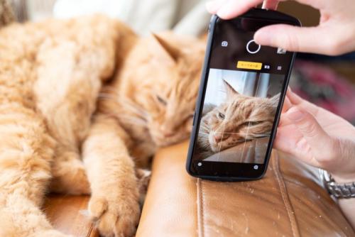 猫の写真を撮る