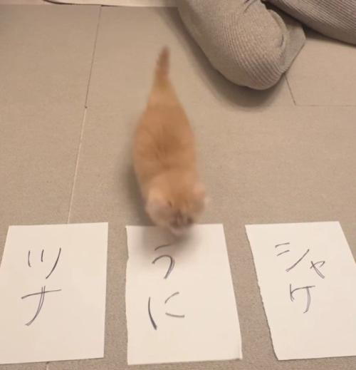 3枚の紙と猫