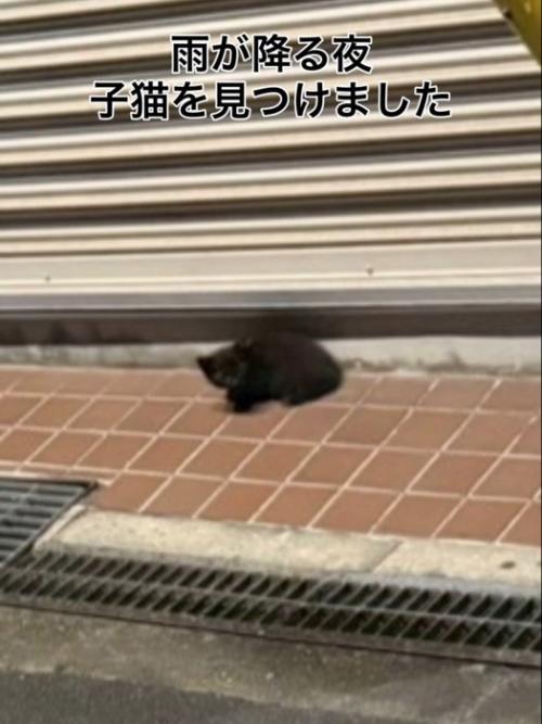 シャッターの前にいる子猫