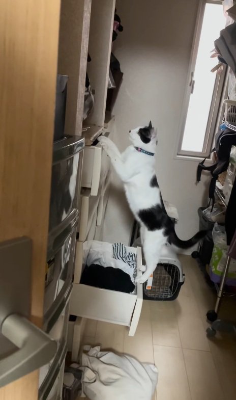 前を向く猫