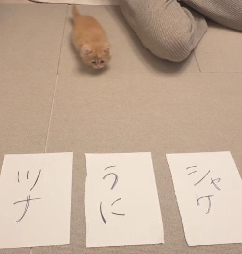 3枚の紙と猫