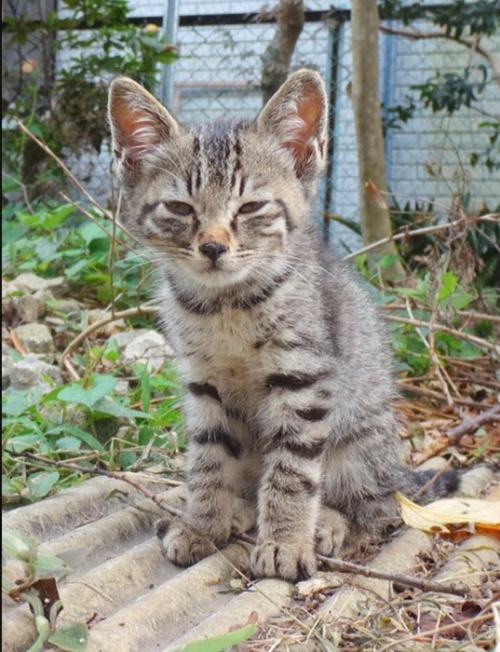 小さな子猫