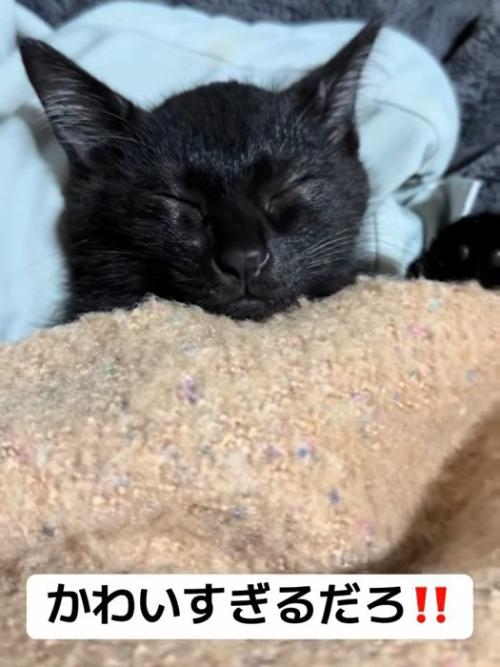 寝ている子猫
