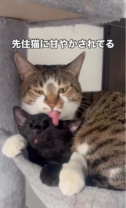 毛づくろいをされている猫としている猫