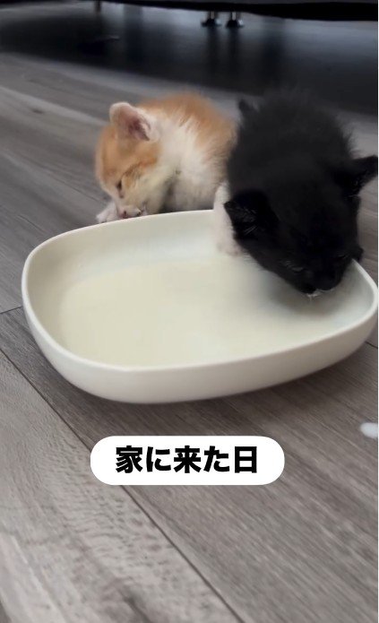 並んでミルクを飲んでいる子猫