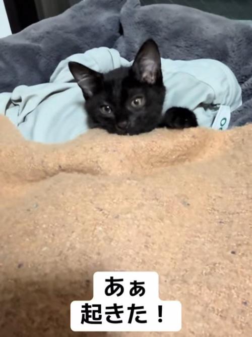毛布をかけている子猫