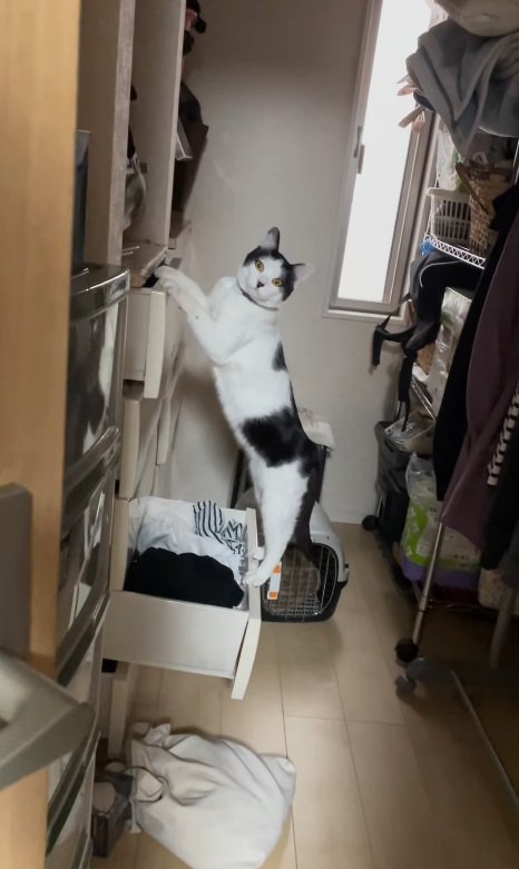 ガン見する猫
