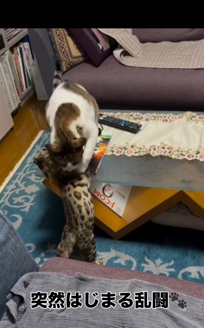 プロレスをしている2匹の猫