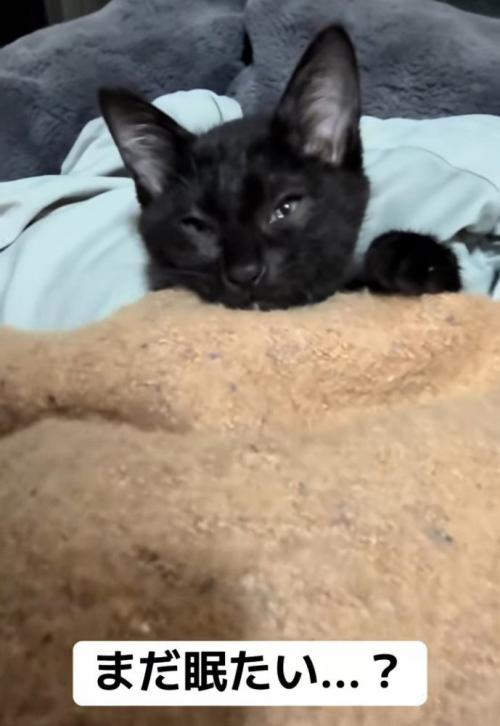 目を細める子猫