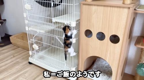 ケージをよじ登る子猫